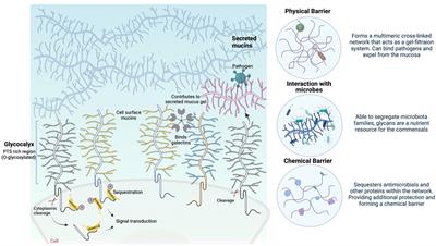 Mucus and Mucins: The Underappreciated Host Defence System